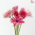 Gerbera Pasta - Pink With Black Heart (9-10 Stems)