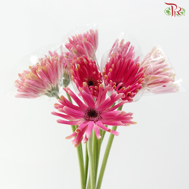 Gerbera Pasta - Pink With Black Heart (9-10 Stems)