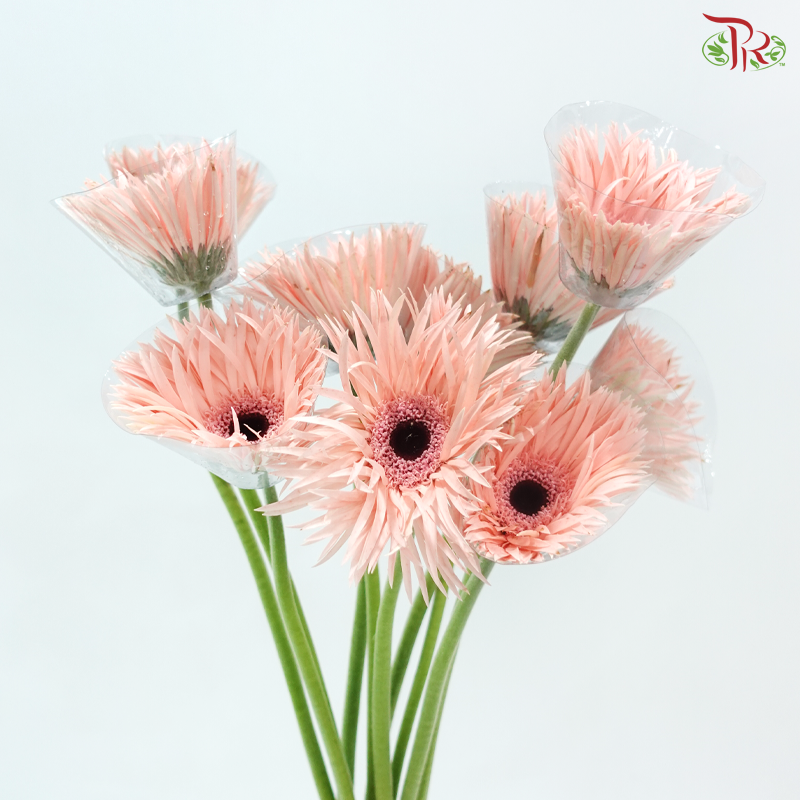Gerbera Pasta - Pink (9-10 Stems)