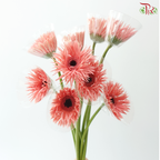 Gerbera Pasta - Coral Pink (9-10 Stems)