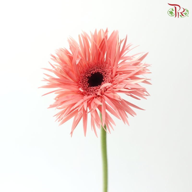 Gerbera Pasta - Coral Pink (9-10 Stems)