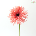 Gerbera Pasta - Coral Pink (9-10 Stems)