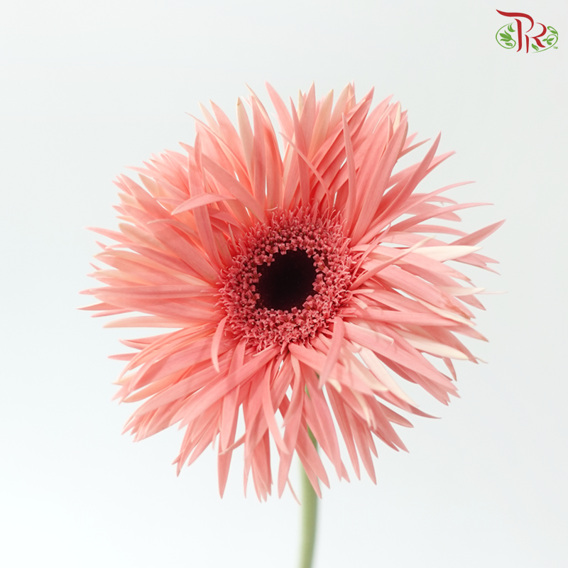 Gerbera Pasta - Coral Pink (9-10 Stems)