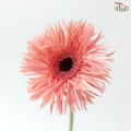 Gerbera Pasta - Coral Pink (9-10 Stems)