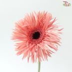 Gerbera Pasta - Coral Pink (9-10 Stems)