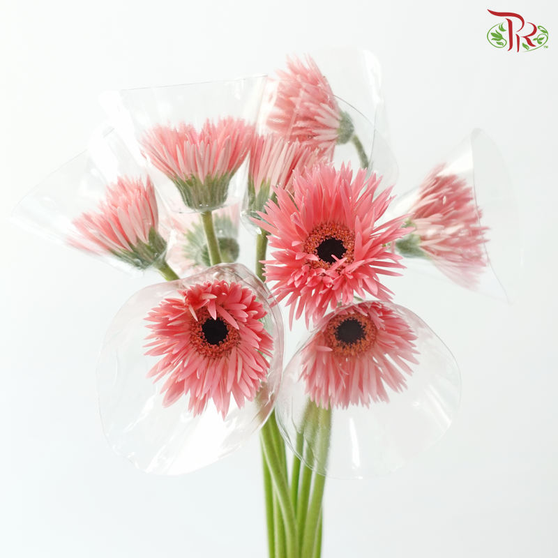Gerbera Pasta - Flamingo Pink (9-10 Stems)