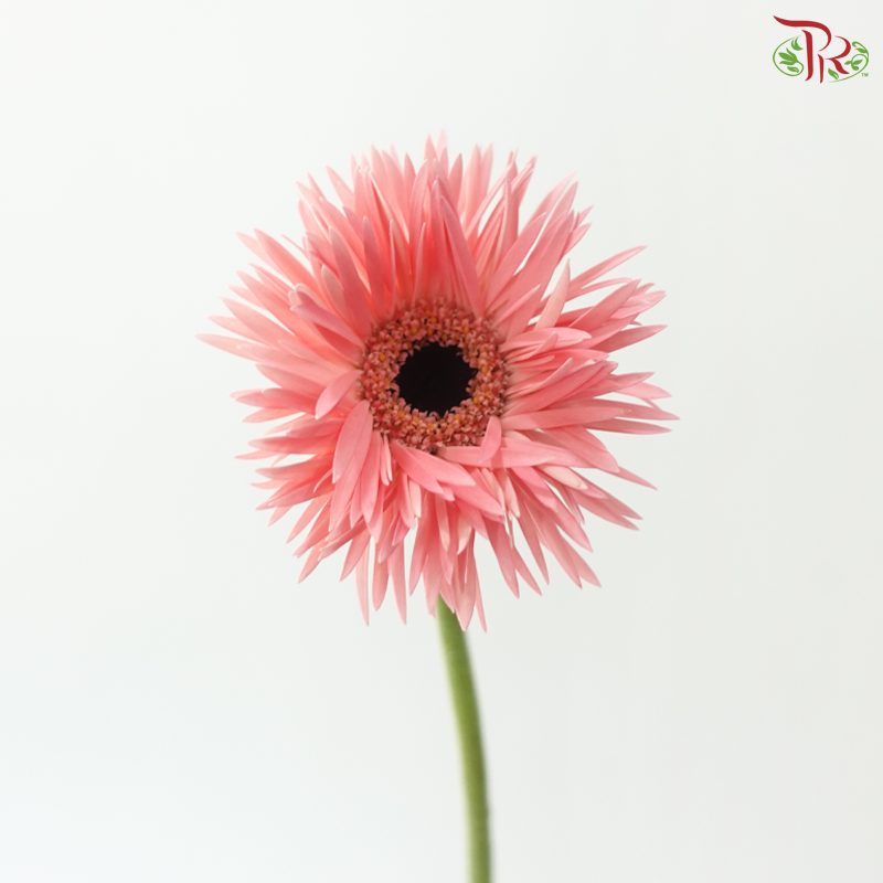 Gerbera Pasta - Flamingo Pink (9-10 Stems)