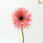Gerbera Pasta - Flamingo Pink (9-10 Stems)