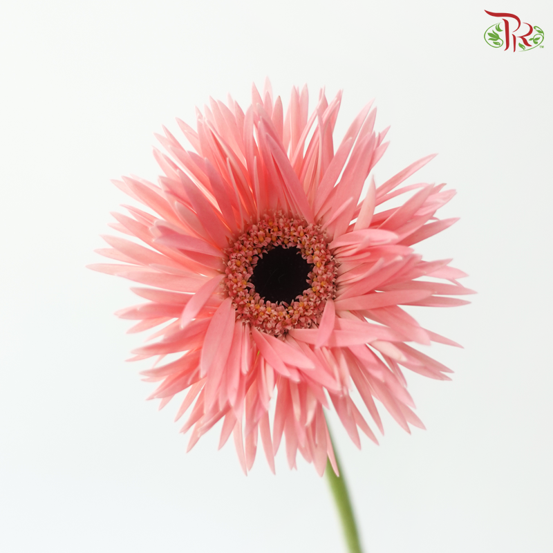 Gerbera Pasta - Flamingo Pink (9-10 Stems)