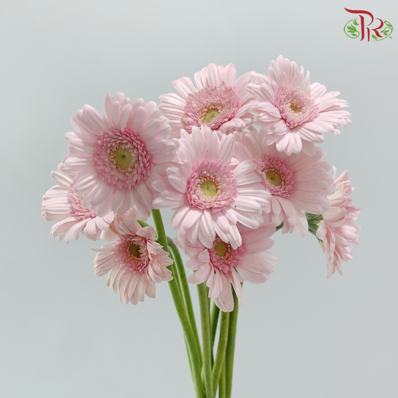 Gerbera Mini - Light Pink (9-10 Stems)
