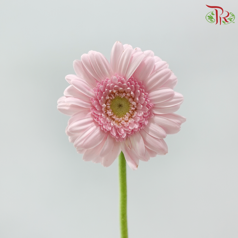 Gerbera Mini - Light Pink (9-10 Stems)