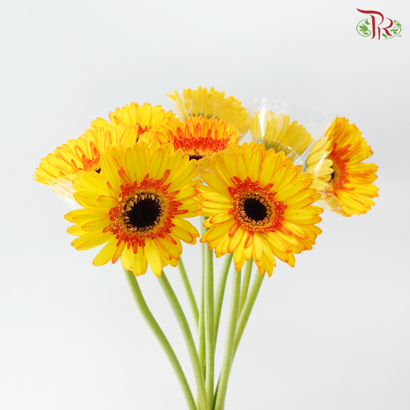 Gerbera - Yellow With Orange Lining (9-10 Stems)