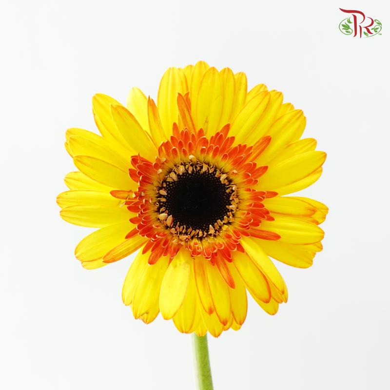 Gerbera - Yellow With Orange Lining (9-10 Stems)