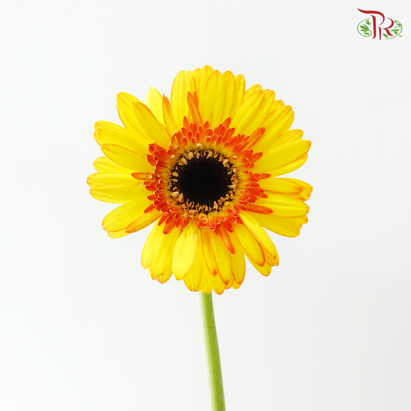 Gerbera - Yellow With Orange Lining (9-10 Stems)