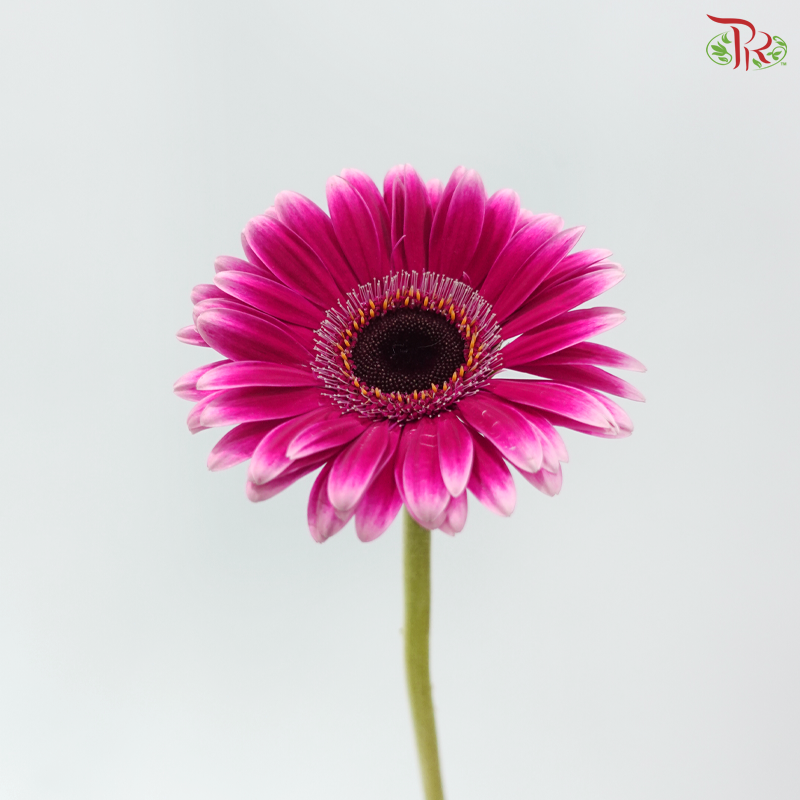 Gerbera - Fandango (9-10 Stems)
