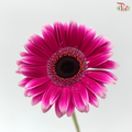 Gerbera - Fandango (9-10 Stems)
