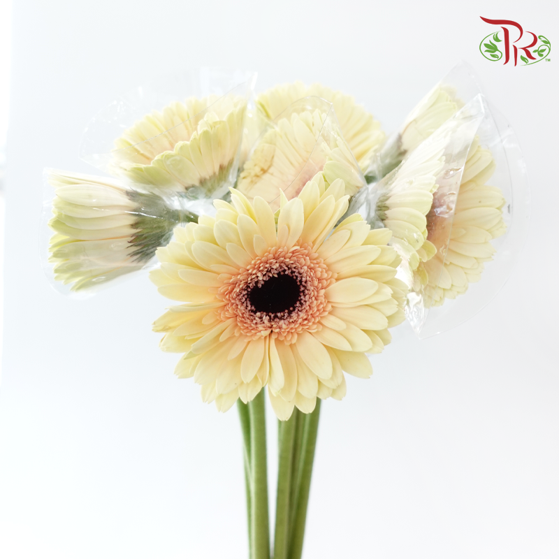 Gerbera - Milky (9-10 Stems)