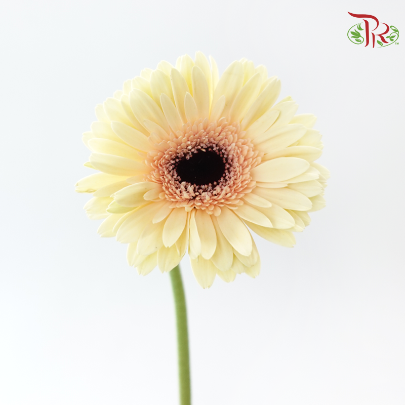 Gerbera - Milky (9-10 Stems)