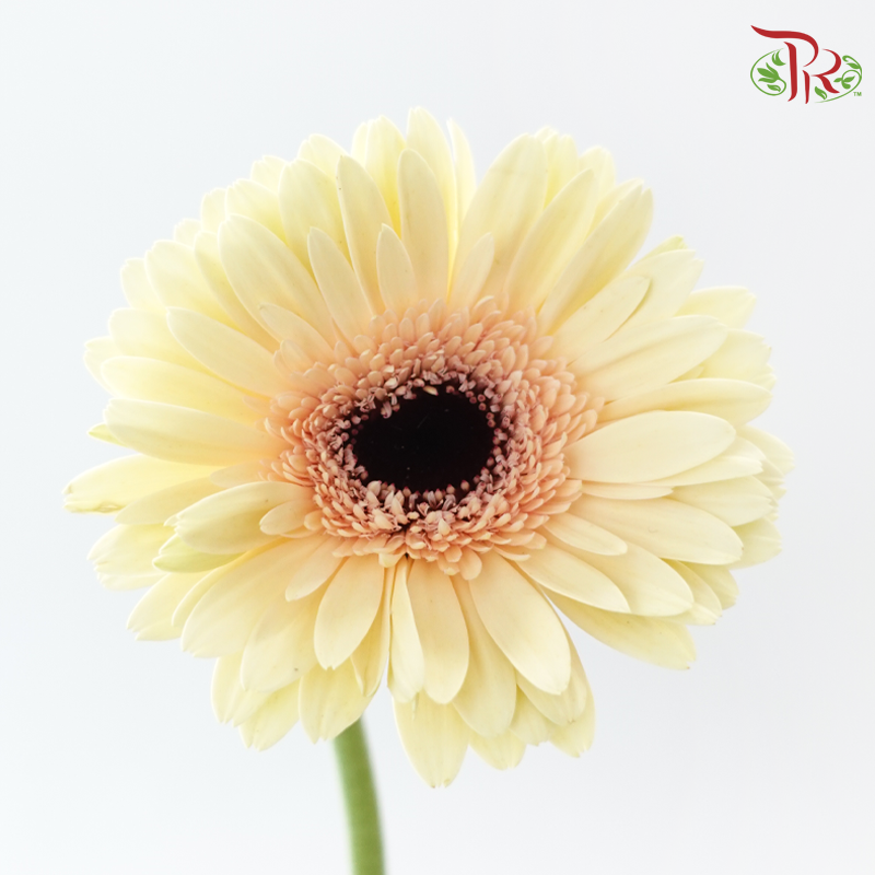 Gerbera - Milky (9-10 Stems)