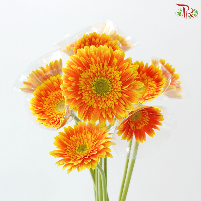 Gerbera - Bicolour Orange With Green Heart (9-10 Stems)