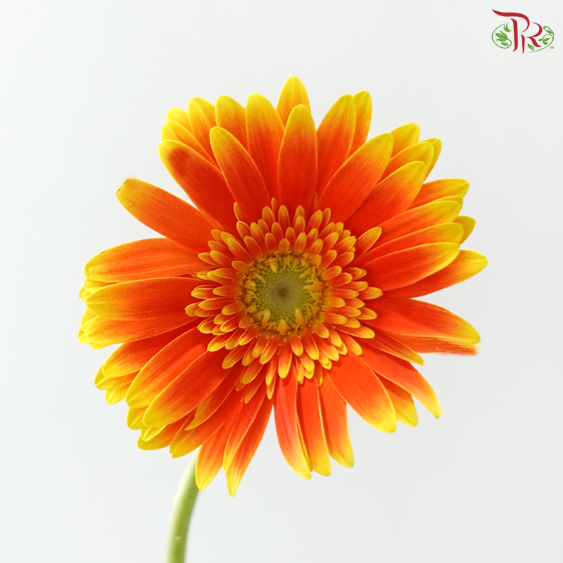 Gerbera - Bicolour Orange With Green Heart (9-10 Stems)