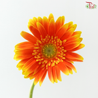 Gerbera - Bicolour Orange With Green Heart (9-10 Stems)