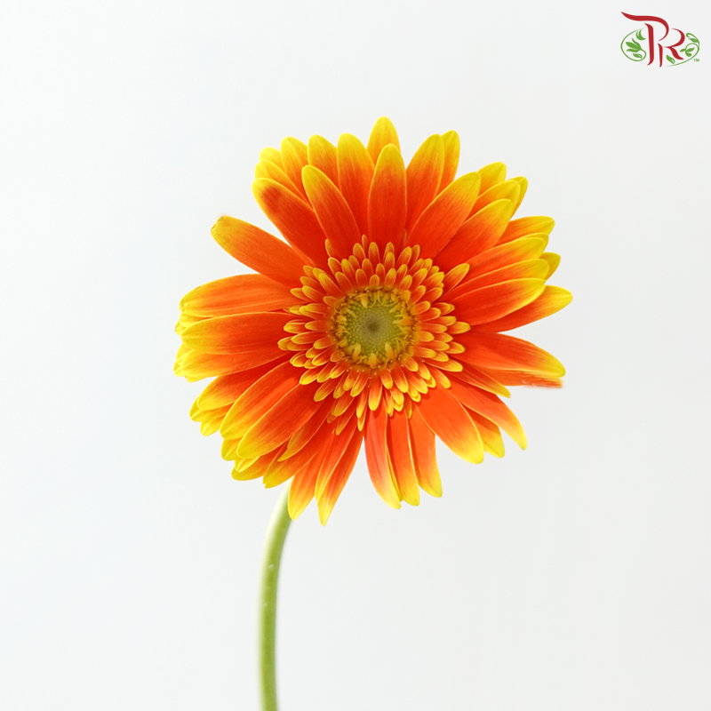 Gerbera - Bicolour Orange With Green Heart (9-10 Stems)