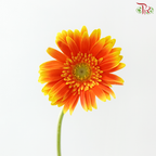 Gerbera - Bicolour Orange With Green Heart (9-10 Stems)
