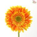 Gerbera - Bicolour Orange With Green Heart (9-10 Stems)