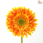 Gerbera - Bicolour Orange With Green Heart (9-10 Stems)