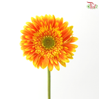 Gerbera - Bicolour Orange With Green Heart (9-10 Stems)