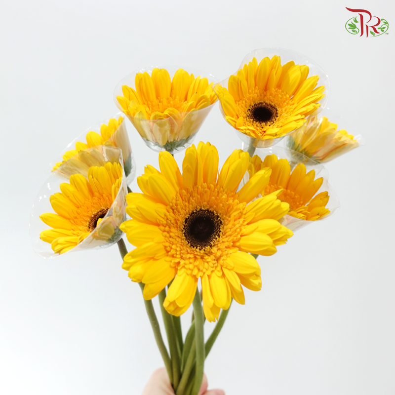 Gerbera - Golden Yellow (9-10 Stems)