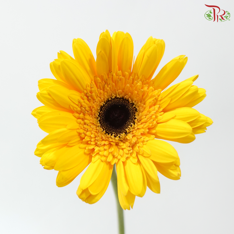 Gerbera - Golden Yellow (9-10 Stems)