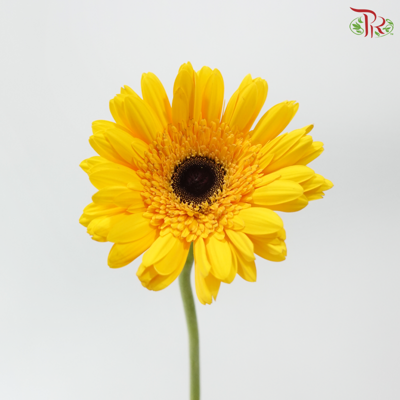 Gerbera - Golden Yellow (9-10 Stems)