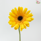 Gerbera - Golden Yellow (9-10 Stems)