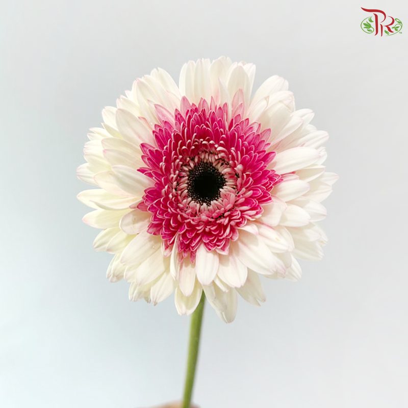 Gerbera - Two Tone Inner Purple / Pink (9-10 Stems)