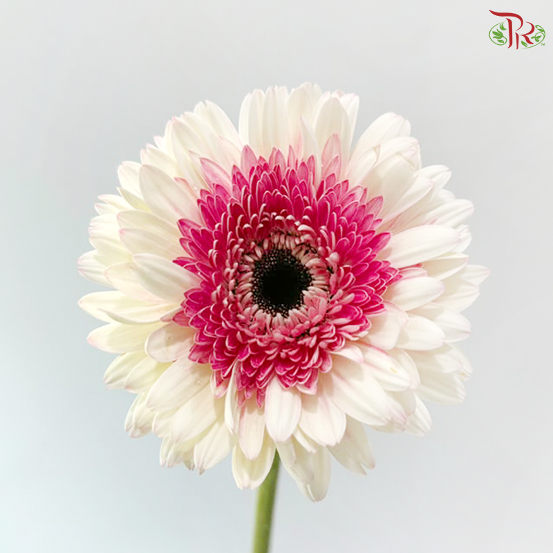 Gerbera - Two Tone Inner Purple / Pink (9-10 Stems)