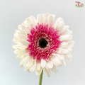 Gerbera - Two Tone Inner Purple / Pink (9-10 Stems)