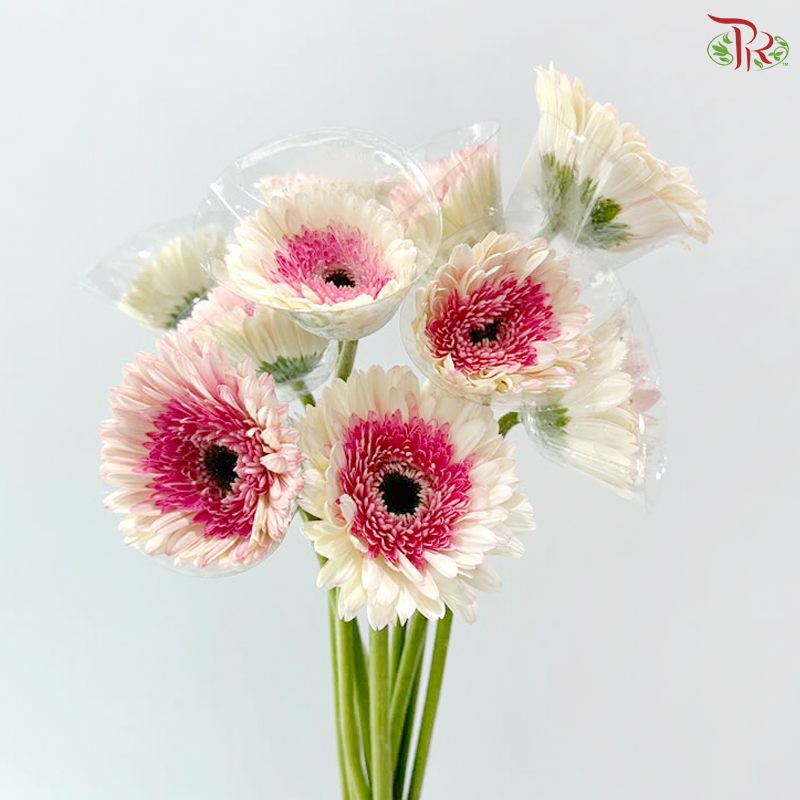 Gerbera - Two Tone Inner Purple / Pink (9-10 Stems)