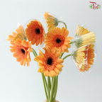 Gerbera - Light Orange (9-10 Stems)