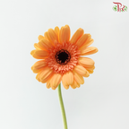 Gerbera - Light Orange (9-10 Stems)