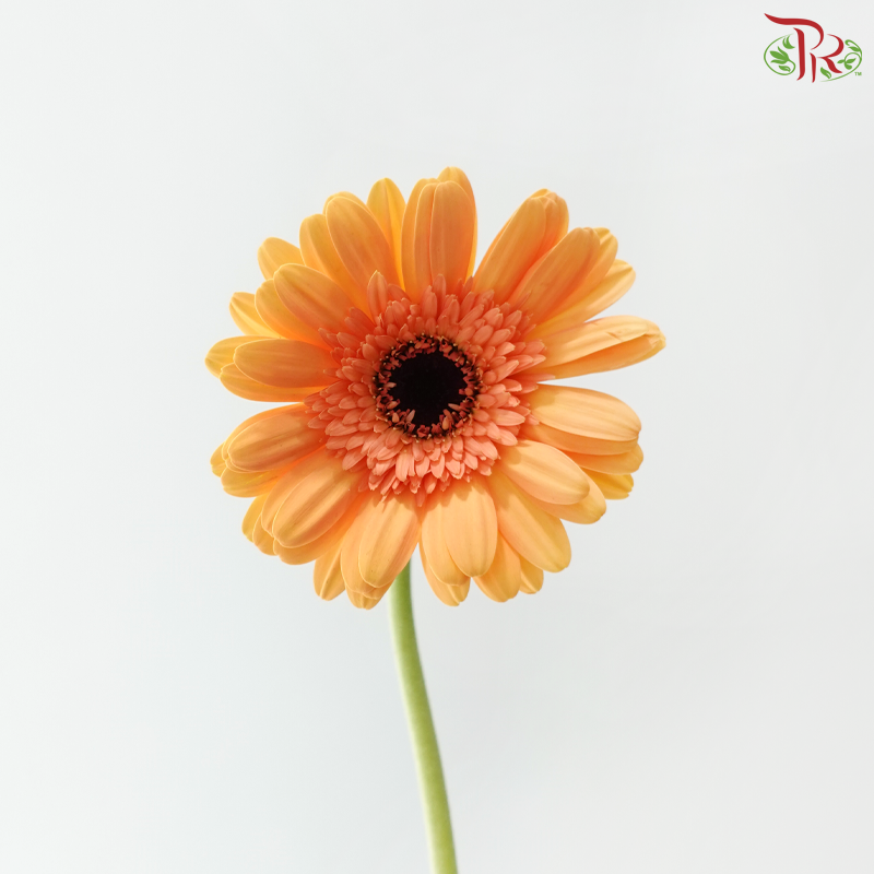 Gerbera - Light Orange (9-10 Stems)