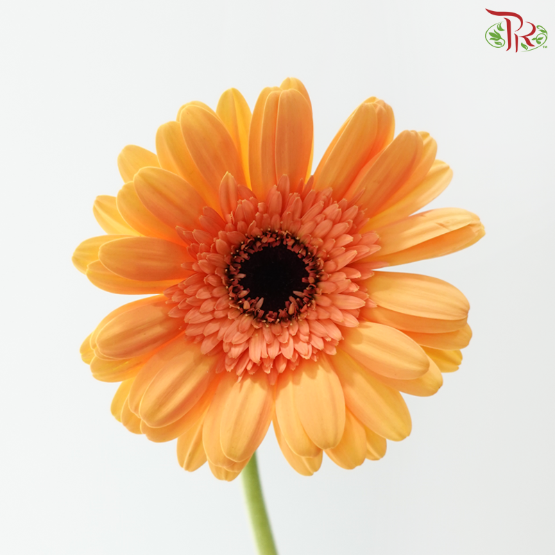Gerbera - Light Orange (9-10 Stems)