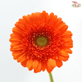Gerbera - Orange With Green Heart (9-10 Stems)