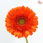 Gerbera - Orange With Green Heart (9-10 Stems)
