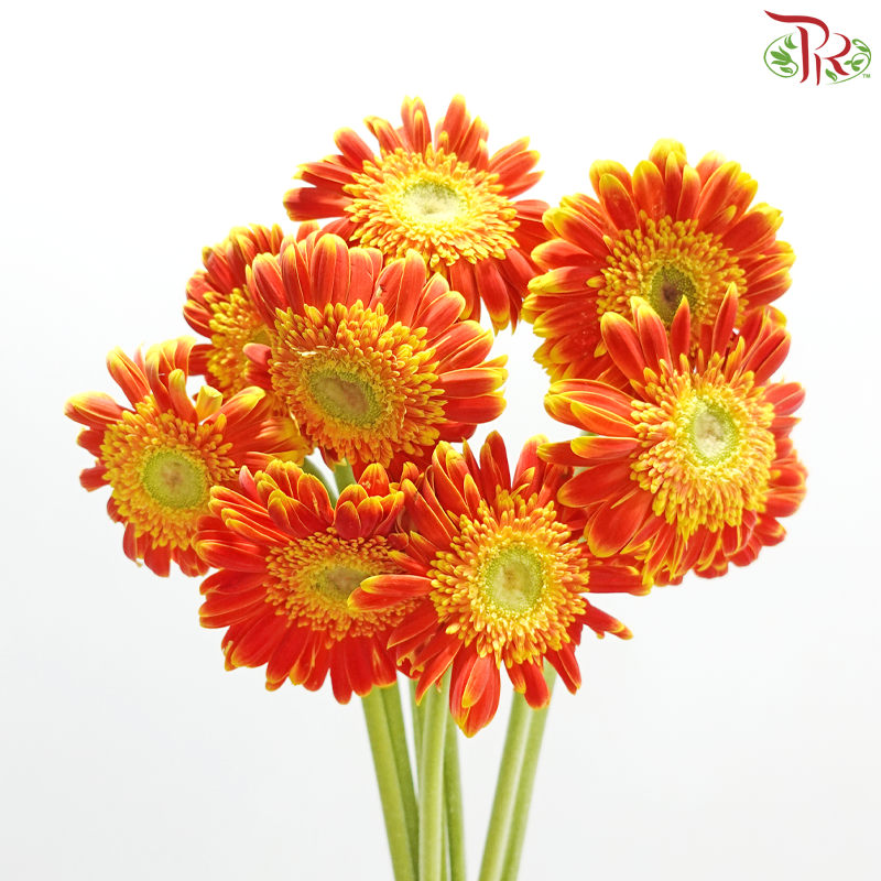 Gerbera - Orange With Yellow Outline (9-10 Stems)