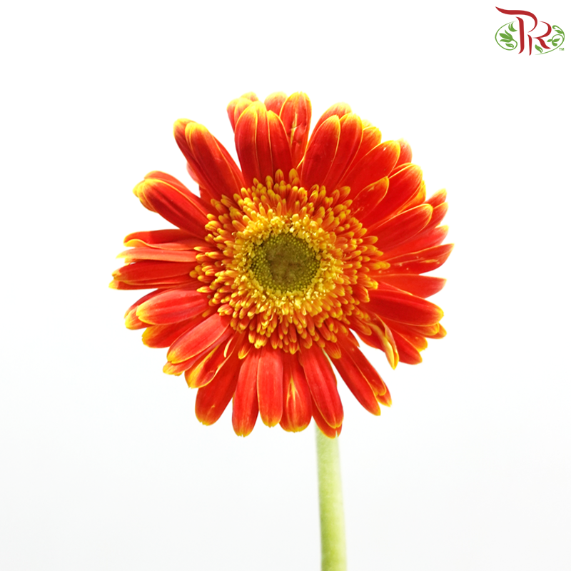 Gerbera - Orange With Yellow Outline (9-10 Stems)