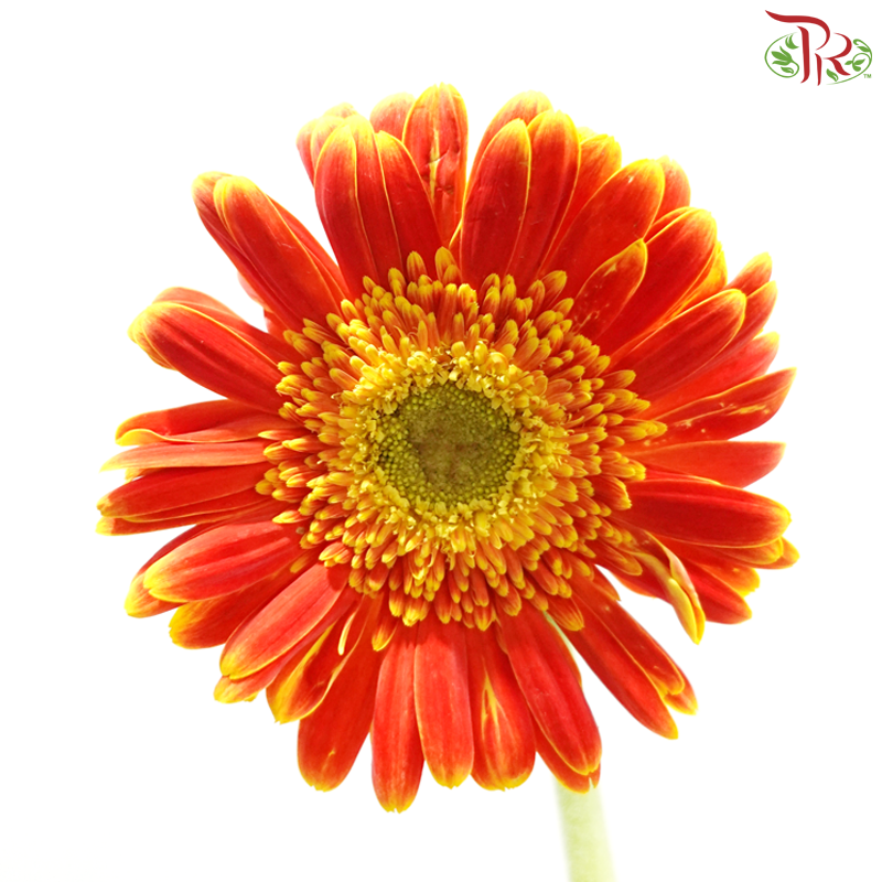 Gerbera - Orange With Yellow Outline (9-10 Stems)