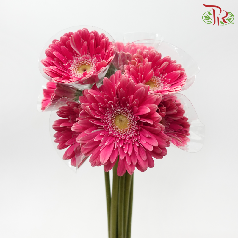 Gerbera - Cerise Pink (9-10 Stems)