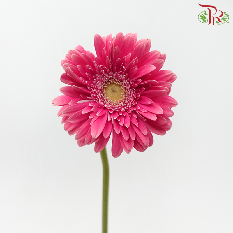 Gerbera - Cerise Pink (9-10 Stems)